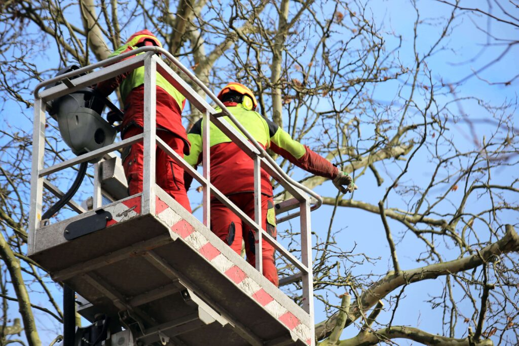 2 workers on a raised platform performing tree services in Marietta, GA.