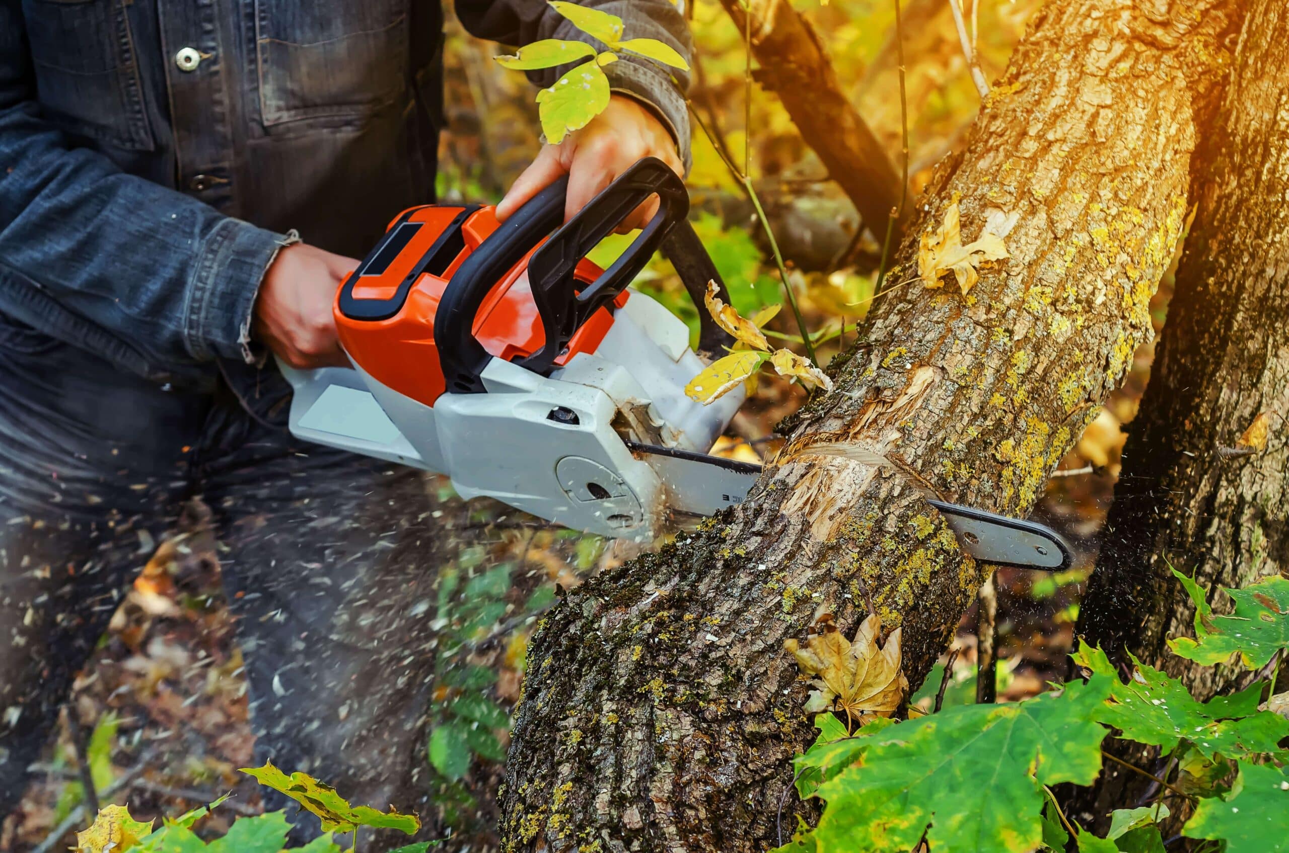Arborist using a chainsaw to remove a dead tree.