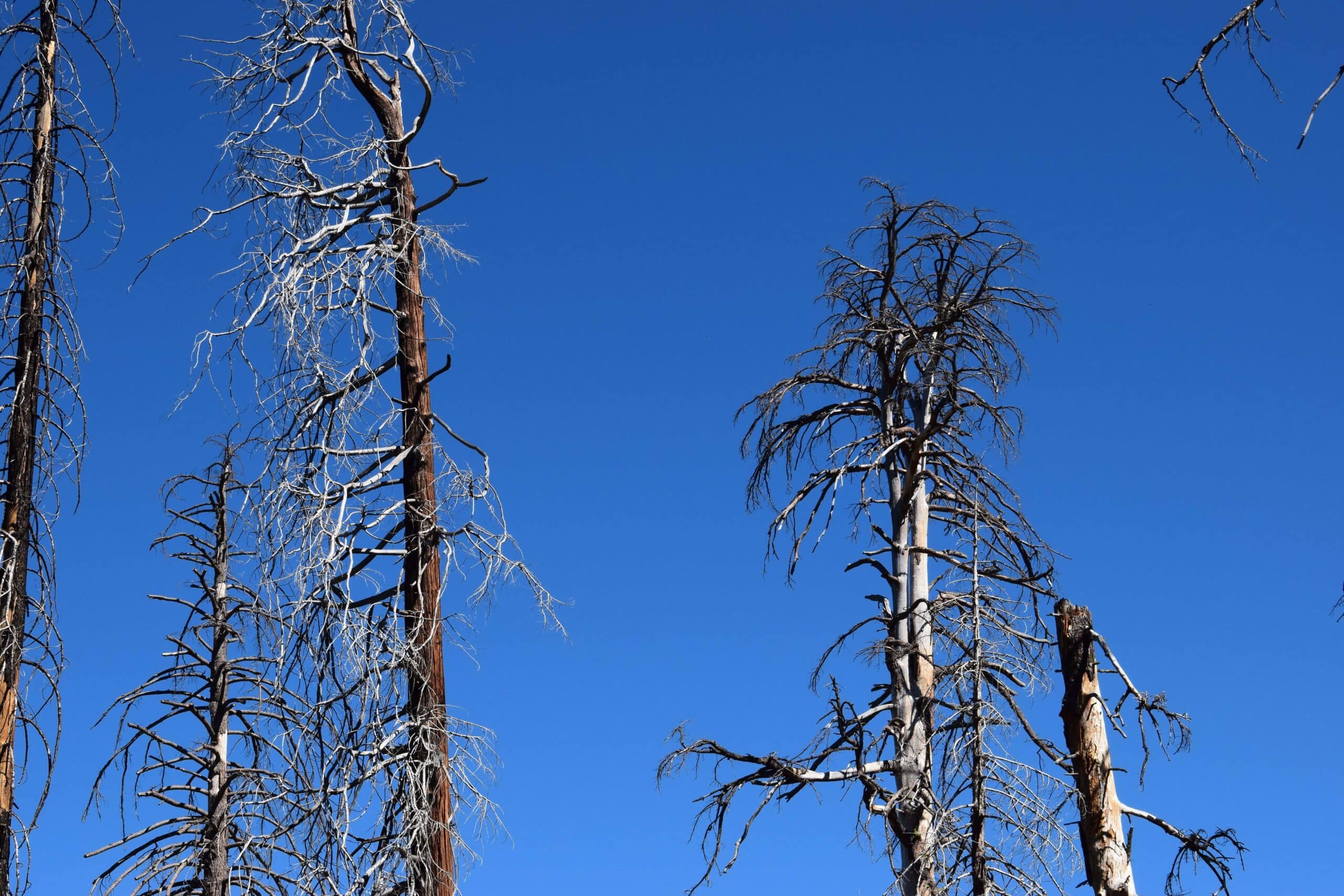 A group of dead trees that have been burned by a forest fire.