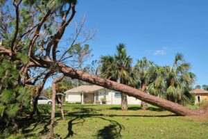 emergency tree removal for fallen trees