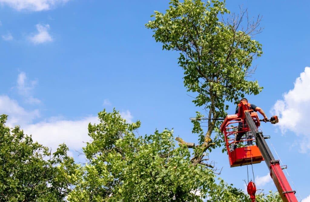 crew member performing a tree trimming service