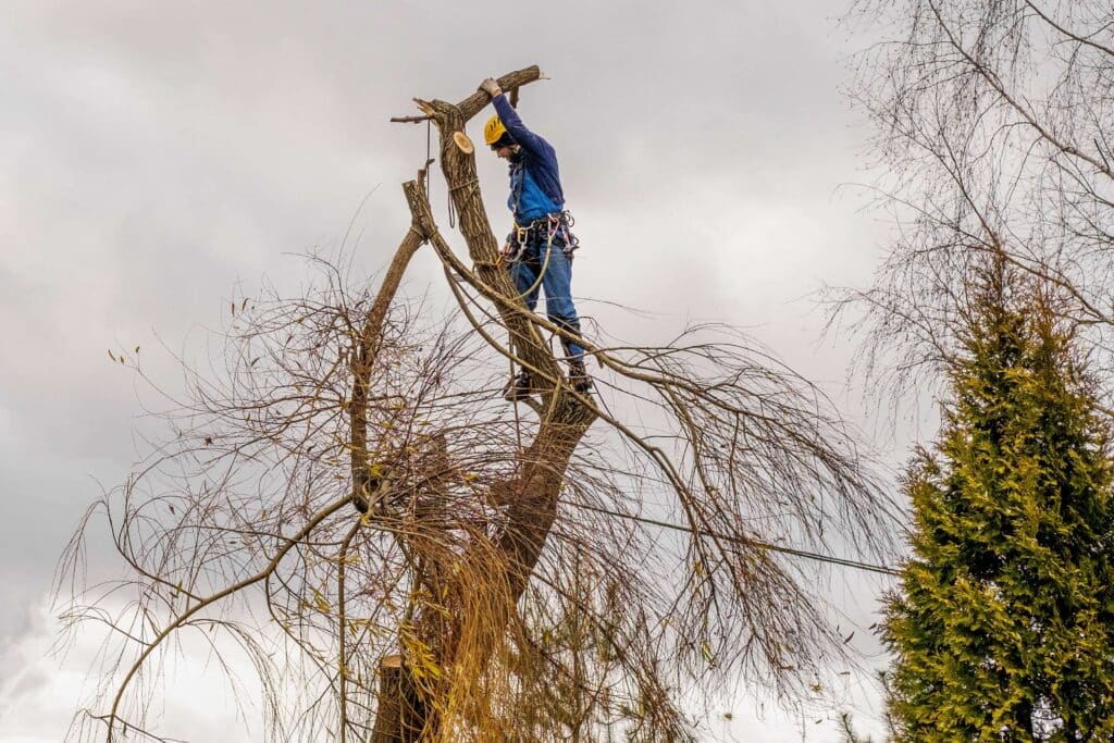 Worker in a tree performing a tree service in Canton, GA.