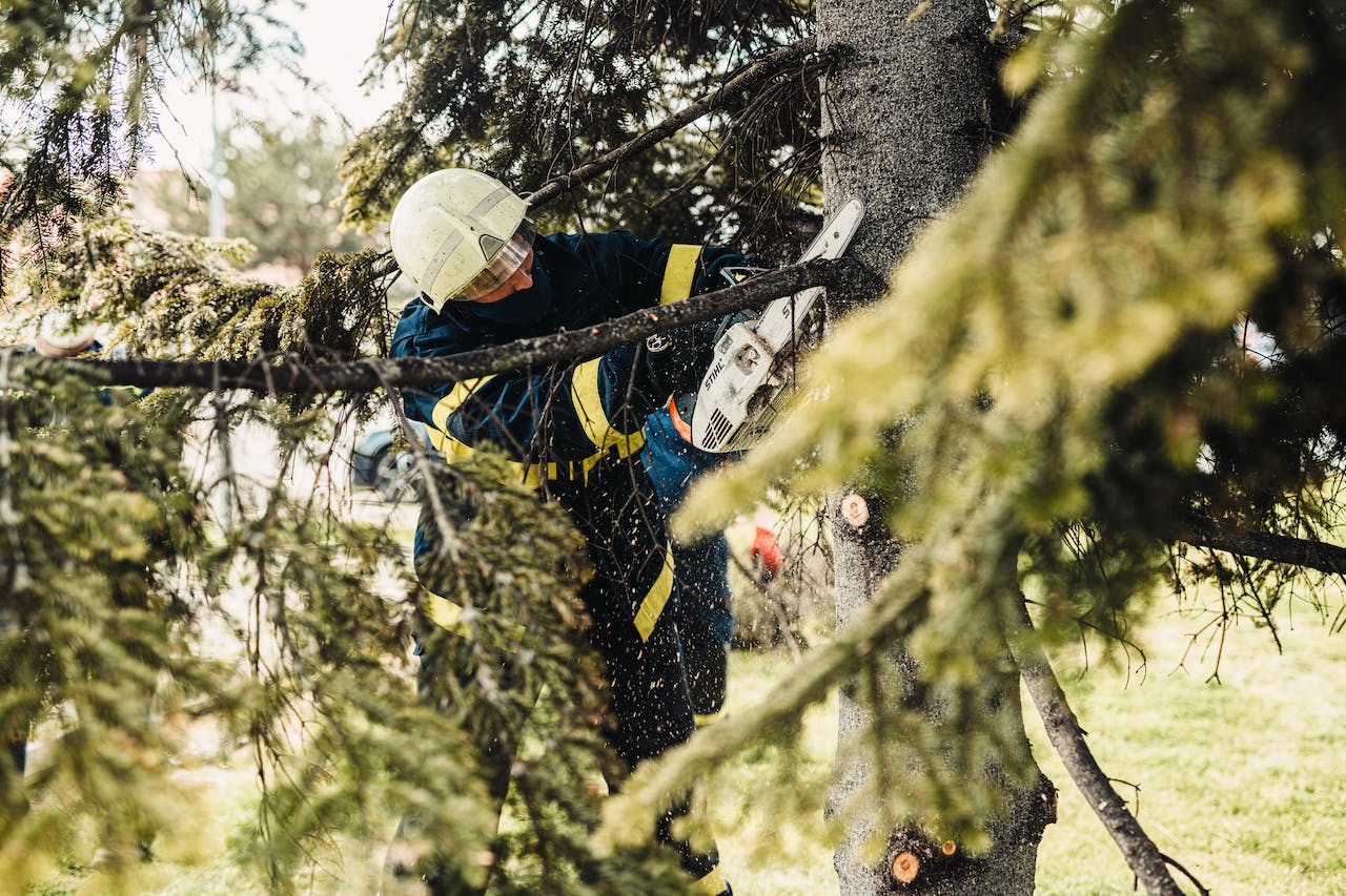 Tree maintenance services: Photo of arborist maintaining trees