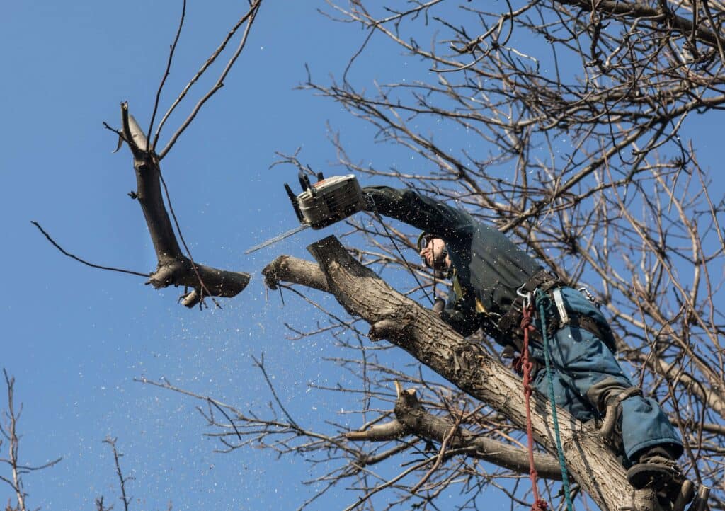 A person wearing safety gear is cutting a branch from a tree using a chainsaw, likely part of an emergency tree service. They appear to be high up in the tree, with a rope for safety. Sawdust is visible in the air, and the sky is clear with no clouds.