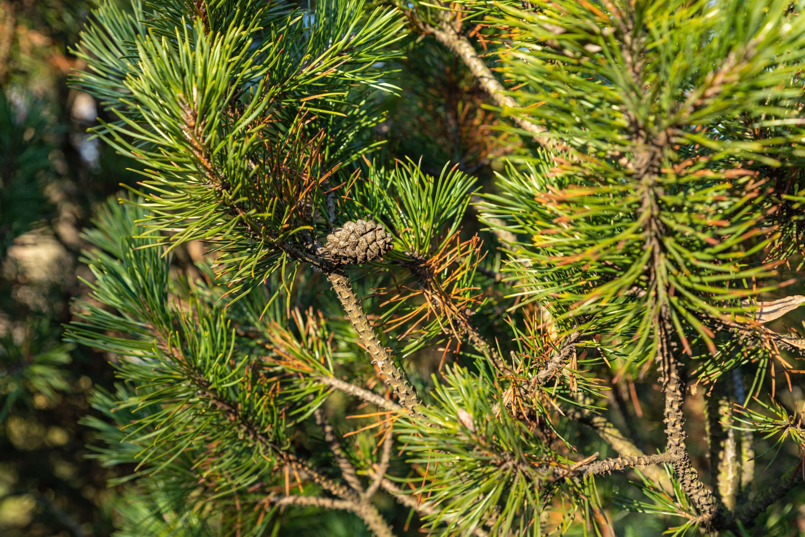 Close-up of a pine tree in Georgia.