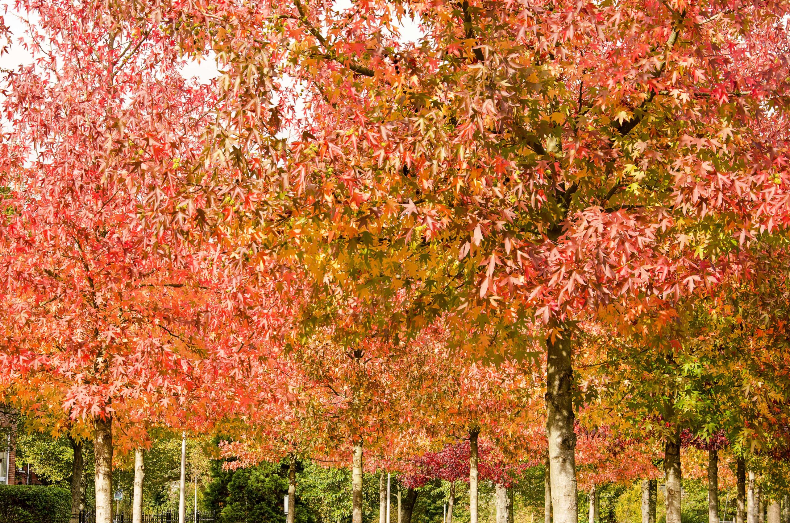 A field of Sweetgum trees in Georgia.