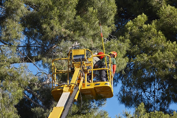 Two workers in safety gear stand on a yellow cherry picker, elevated high among dense green tree branches. One worker uses a long tool to trim the branches while the other monitors the operation, ensuring efficient land clearing. The sky is clear and blue.