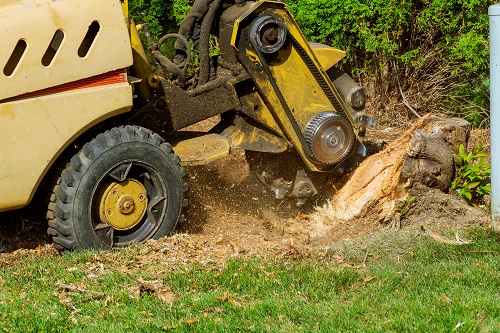 A yellow stump grinder machine is actively grinding down a tree stump in a grassy area, effectively land clearing. Sawdust and wood chips are flying around as the machinery cuts into the wood. The machine is partially visible with large rubber tires, against a backdrop of green foliage.