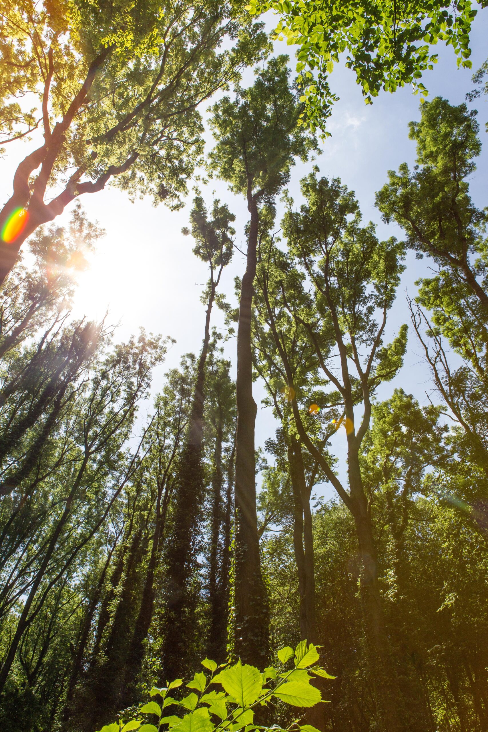 Tree Service Cartersville GA: photo of sunlight breaking through treetops.