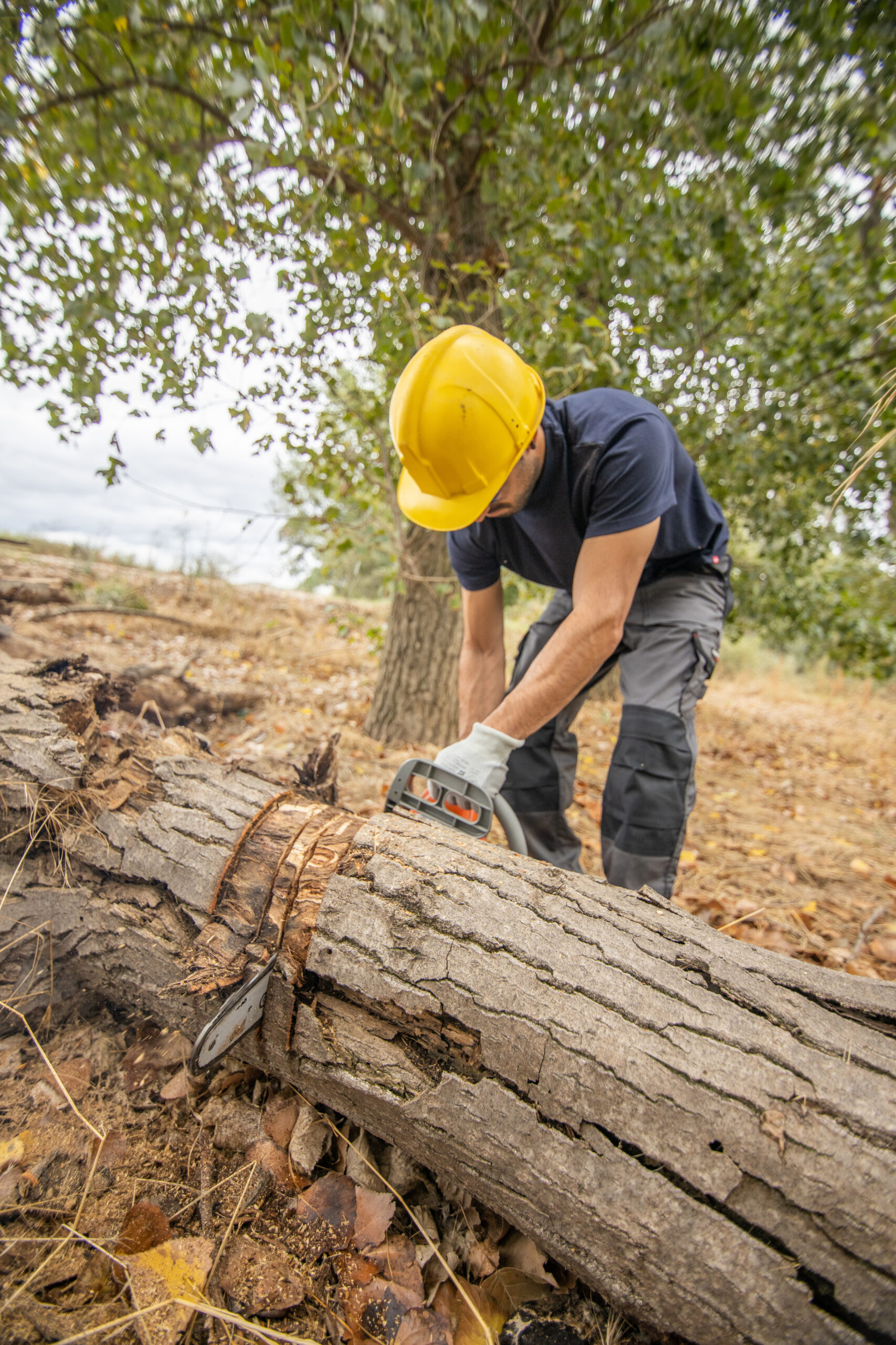 Tree service Dallas GA: Photo of man using a chainsaw cutting a fallen tree