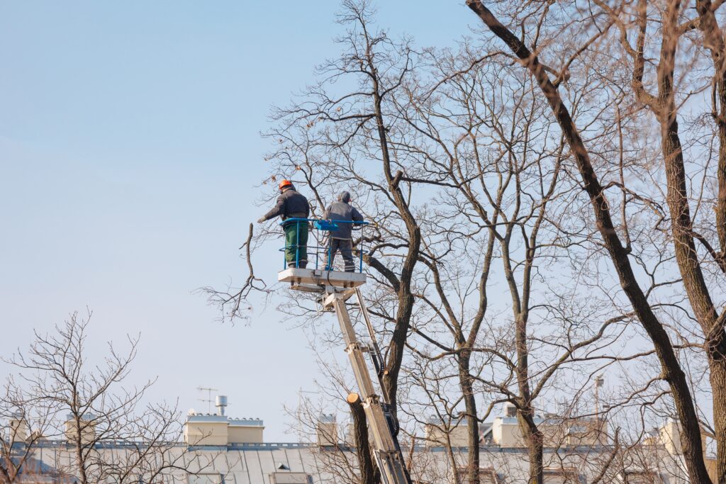 Two workers wearing safety gear are elevated on a hydraulic lift, performing an emergency tree service by trimming branches of tall, leafless trees against a clear sky. The rooftops of nearby buildings are visible in the background.