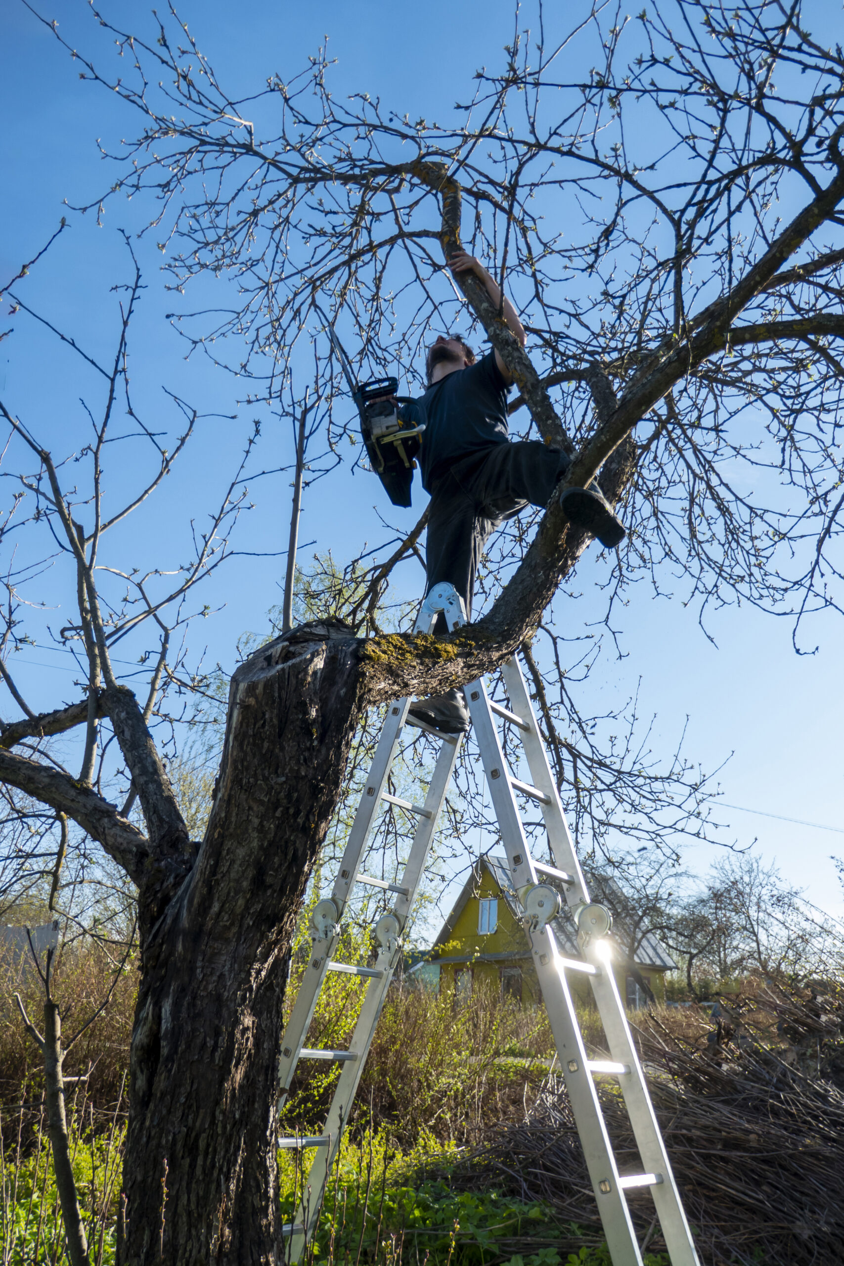 Tree service Sandy Springs: Photo of arborist trimming a tree