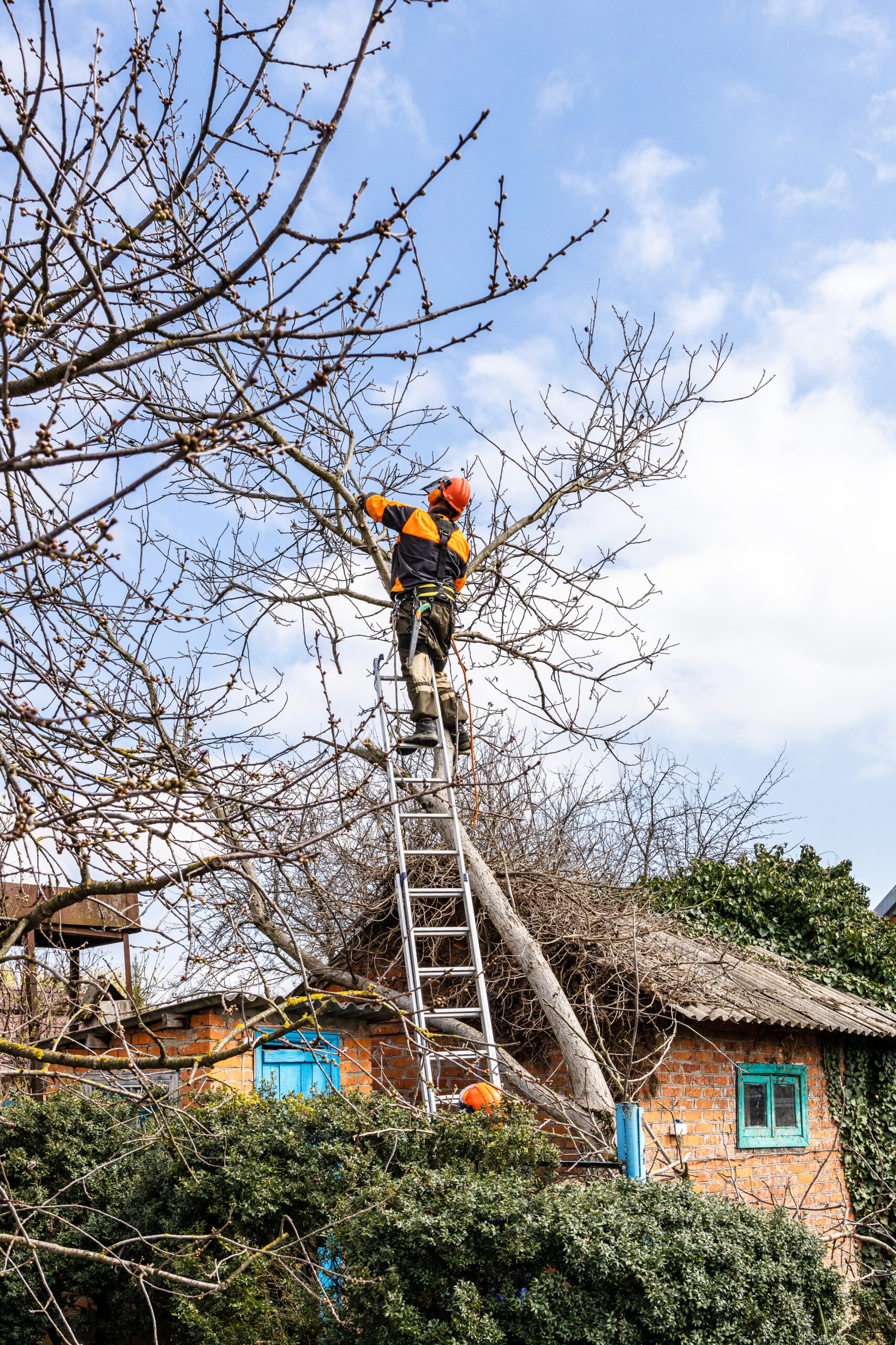 Tree trimming Marietta GA: Photo of arborist trimming trees