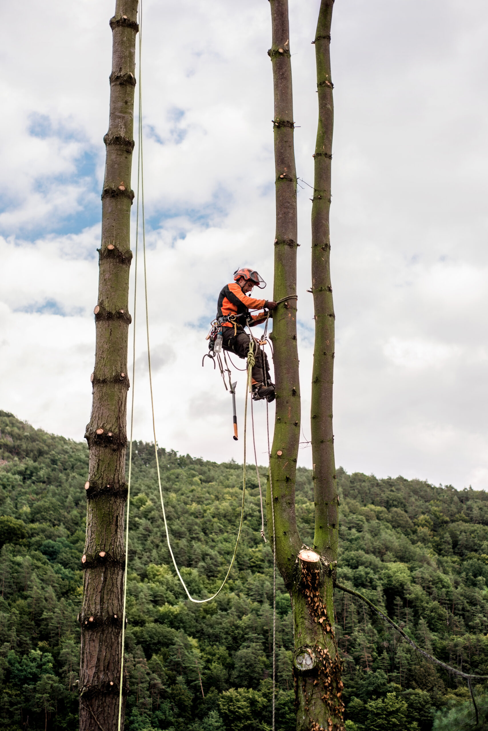 A tree worker, part of a skilled tree cutting service, is climbing a tall, leafless tree using ropes and harnesses. The sky is cloudy, and a forested hillside looms in the background.