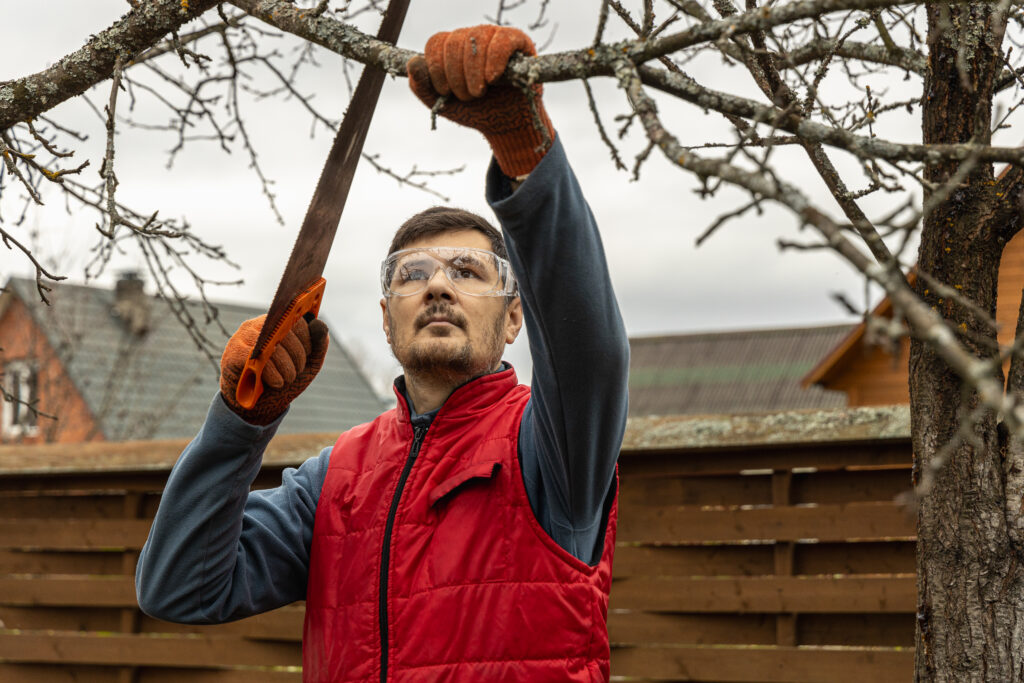 Tree pruning in an autumn garden. Close-up of hands with a saw cutting old branches.